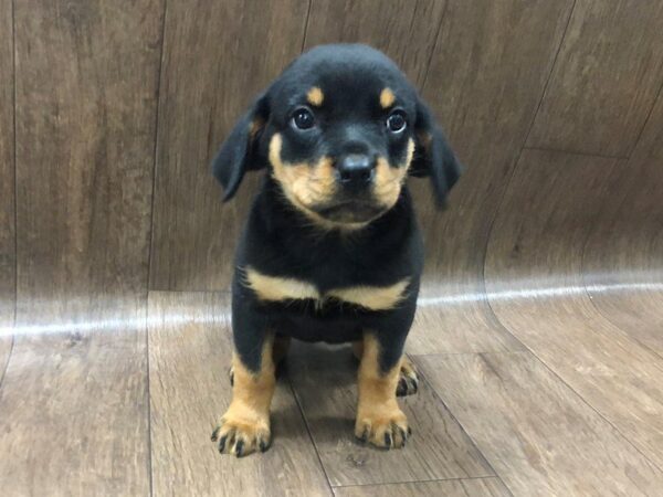 Rottweiler DOG Female 1233 Petland Lancaster, Ohio