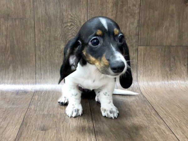 Dachshund DOG Female Black and White 1235 Petland Lancaster, Ohio