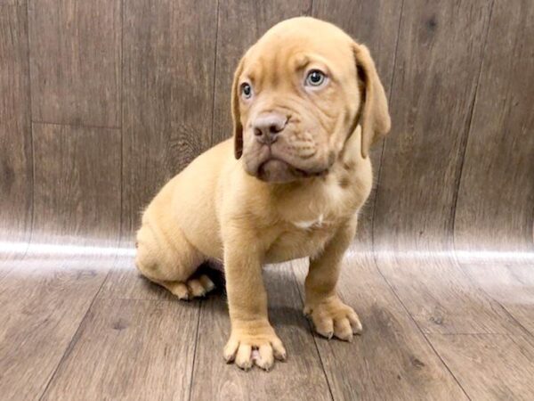 Dogue de Bordeaux DOG Male Red 1236 Petland Lancaster, Ohio