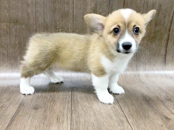Pembroke Welsh Corgi-DOG-Female-Sable / White-1237-Petland Lancaster