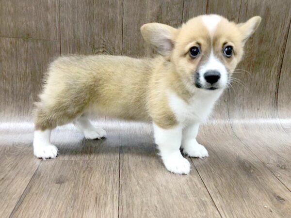 Pembroke Welsh Corgi DOG Female Sable / White 1237 Petland Lancaster, Ohio