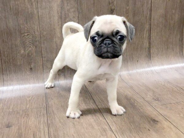 Pug DOG Female Fawn 1238 Petland Lancaster, Ohio