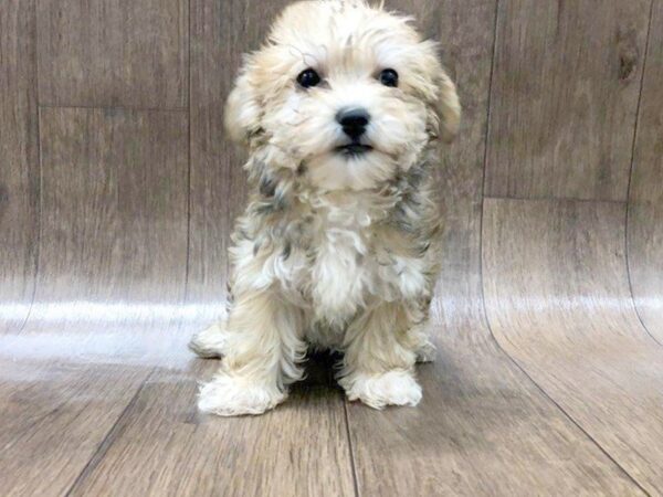 Yochon-DOG-Female-Gold-1239-Petland Lancaster, Ohio