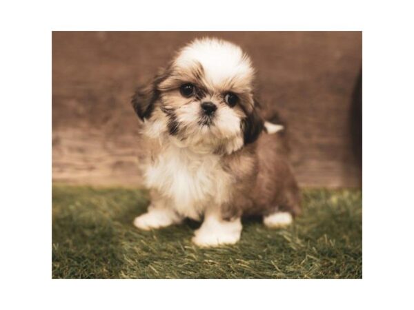 Shih Tzu DOG Female Gold / White 1240 Petland Lancaster, Ohio