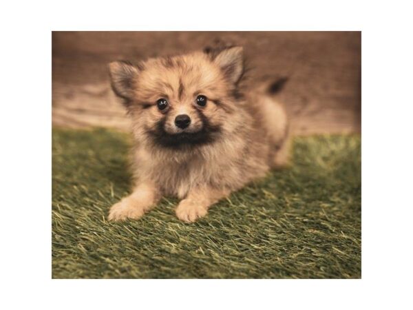 Pomeranian DOG Female Red Sable 1241 Petland Lancaster, Ohio