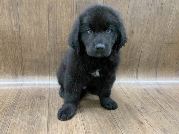 Newfoundland-DOG-Male-BLK-1242-Petland Lancaster, Ohio