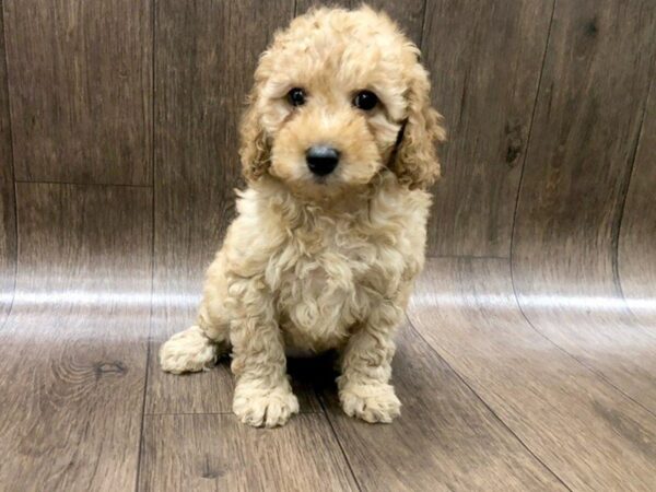 F2 MINI GOLDENDOODLE DOG Female Golden 1245 Petland Lancaster