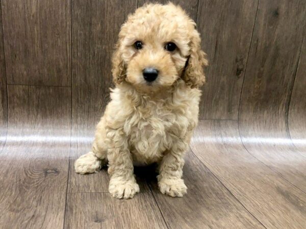 F2 MINI GOLDENDOODLE DOG Female Golden 1245 Petland Lancaster, Ohio