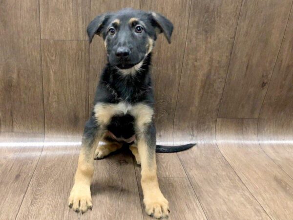 German Shepherd DOG Female Black  Brown 1244 Petland Lancaster, Ohio