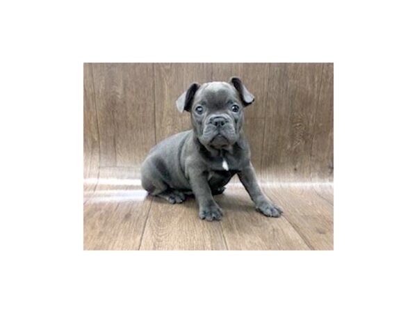 French Bulldog DOG Male Blue 1247 Petland Lancaster