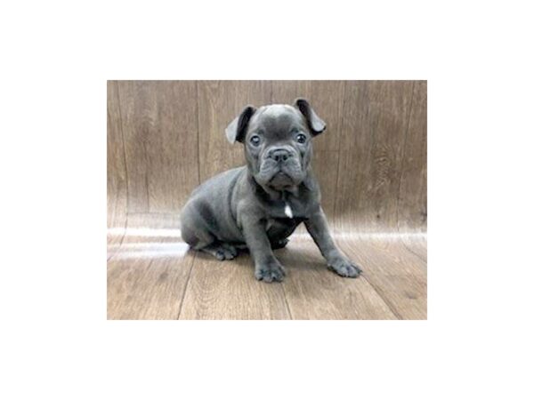 French Bulldog DOG Male Blue 1247 Petland Lancaster, Ohio