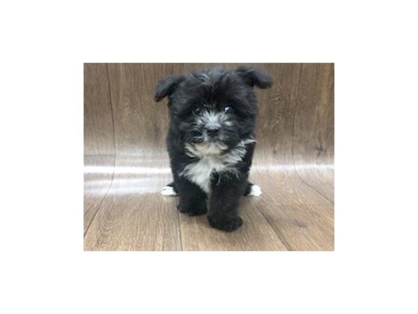 POM CHON DOG Female BLK WHT 1251 Petland Lancaster