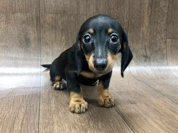 Dachshund-DOG-Female-BLK TAN-1250-Petland Lancaster, Ohio