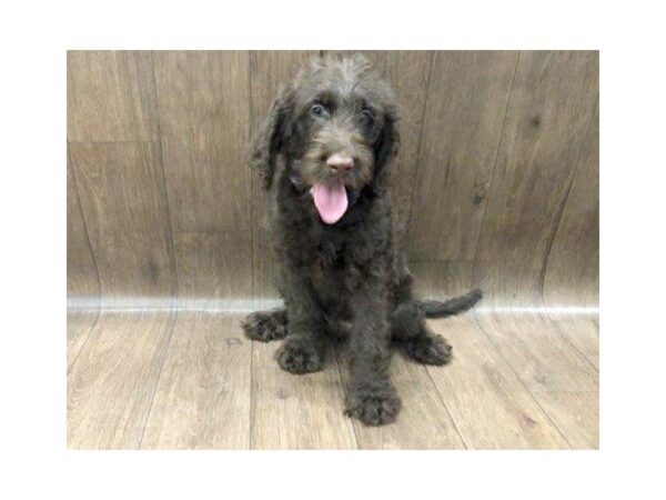 Labradoodle DOG Female Brown 1249 Petland Lancaster, Ohio