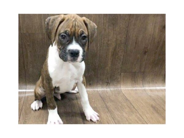 Boxer DOG Male Fawn White 1248 Petland Lancaster, Ohio