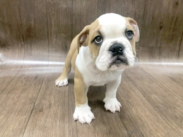 Mini Bulldog DOG Male 1258 Petland Lancaster, Ohio