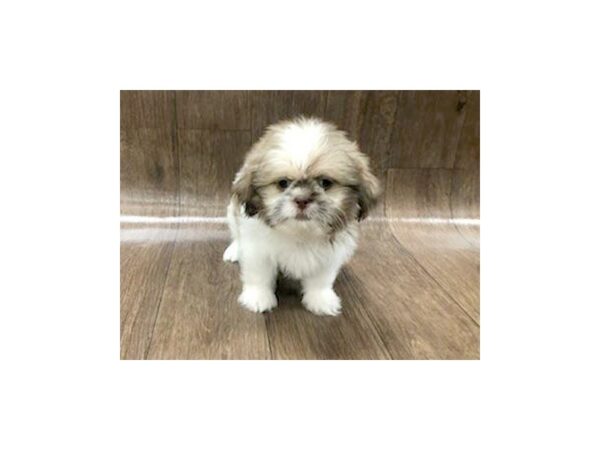 Shih Tzu-DOG-Female-chlt & wh-1257-Petland Lancaster, Ohio