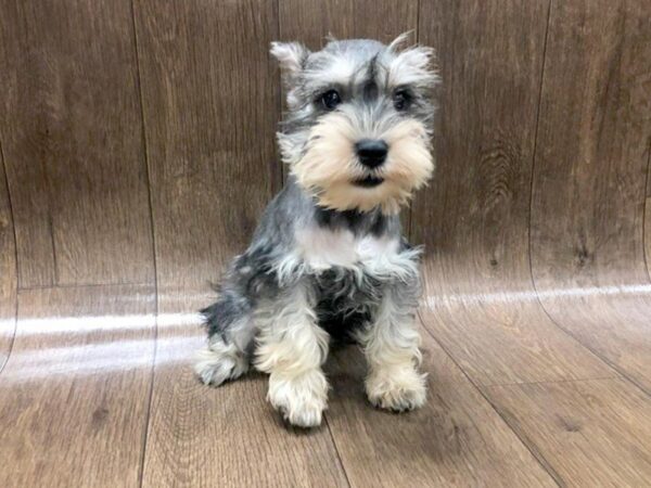 Mini Schnauzer DOG Female slt & pep 1256 Petland Lancaster, Ohio