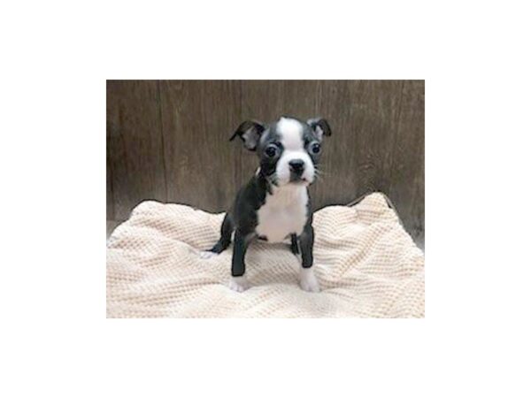 Boston Terrier DOG Female BLK WHITE 1254 Petland Lancaster, Ohio