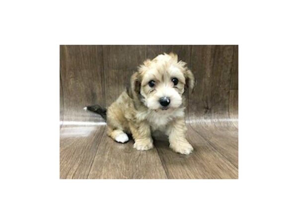 Yorkie Chon-DOG-Male-BEIGE-1253-Petland Lancaster, Ohio