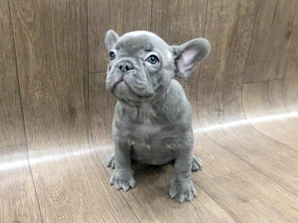 French Bulldog DOG Female Blue 1255 Petland Lancaster, Ohio