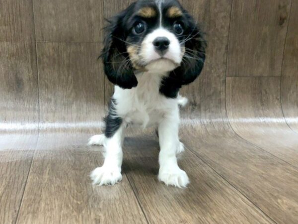 Cavalier King Charles Spaniel DOG Female tri 1252 Petland Lancaster, Ohio