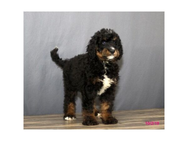 Bernadoodle DOG Male Black Rust / White 1268 Petland Lancaster, Ohio