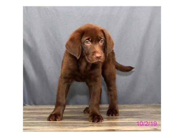 Labrador Retriever DOG Female Chocolate 1272 Petland Lancaster, Ohio