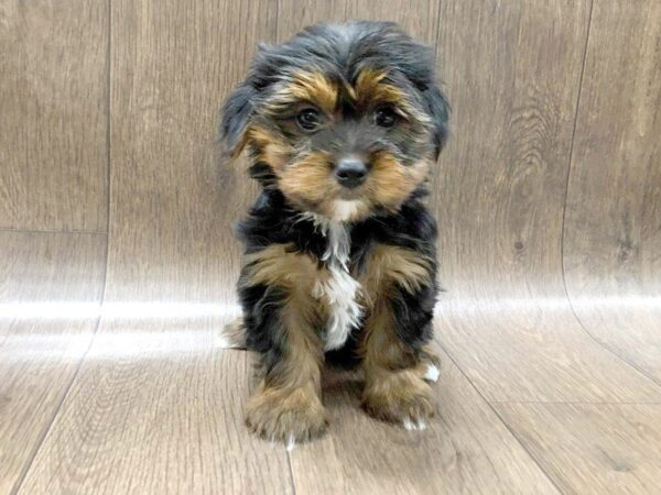 Yorkshire Terrier DOG Female Black Tan 1263 Petland Lancaster, Ohio