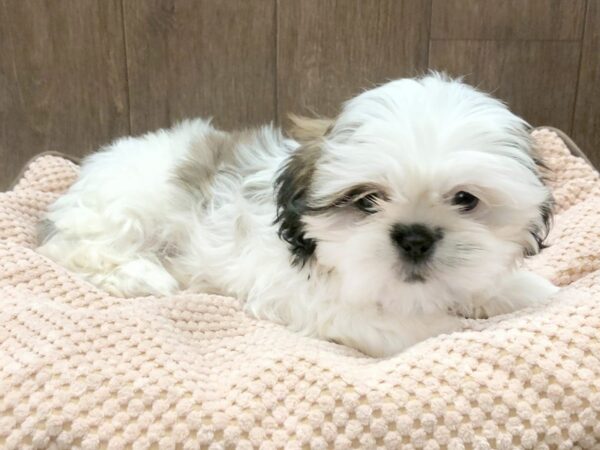 Shih Tzu DOG Female Brown White 1261 Petland Lancaster, Ohio