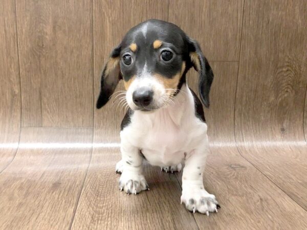 Dachshund DOG Female BLK WHITE 1260 Petland Lancaster