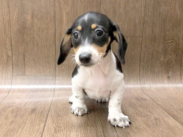 Dachshund DOG Female BLK WHITE 1260 Petland Lancaster, Ohio