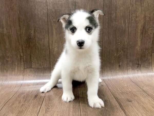 Pomsky DOG Female BLK WHITE 1259 Petland Lancaster, Ohio