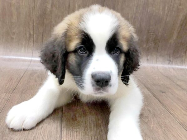 Saint Bernard DOG Female Brown / White 1271 Petland Lancaster, Ohio