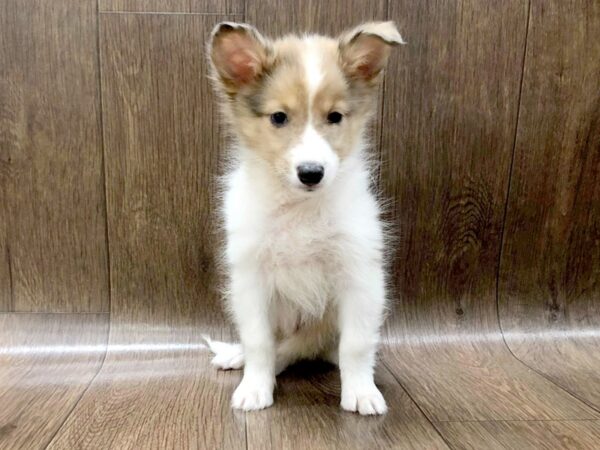 Shetland Sheepdog DOG Male Sable / White 1269 Petland Lancaster, Ohio