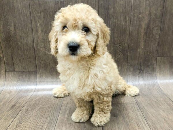 Miniature Goldendoodle-DOG-Female--1267-Petland Lancaster, Ohio