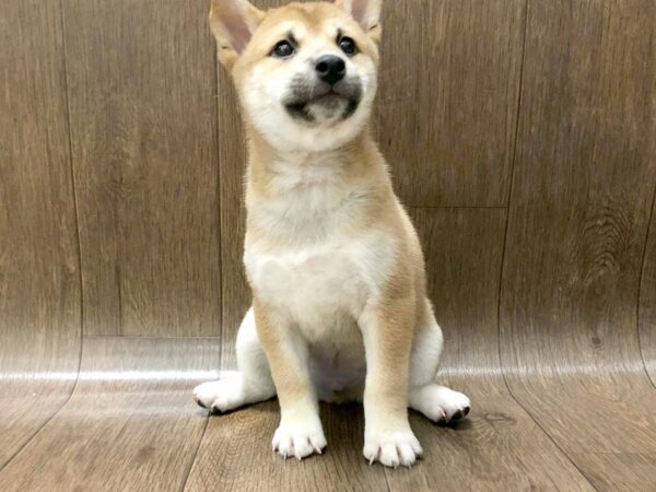 Shiba Inu-DOG-Male-Red-1266-Petland Lancaster, Ohio