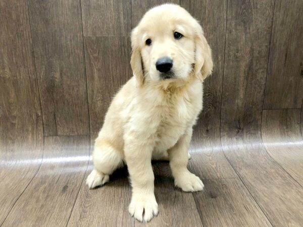 Golden Retriever DOG Male Golden 1265 Petland Lancaster, Ohio