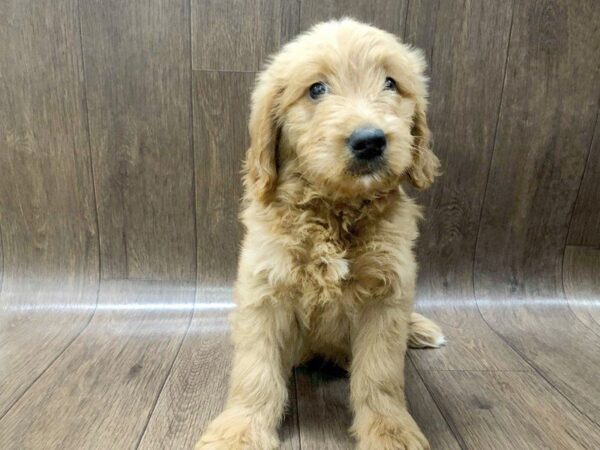 Goldendoodle DOG Female Golden 1264 Petland Lancaster, Ohio