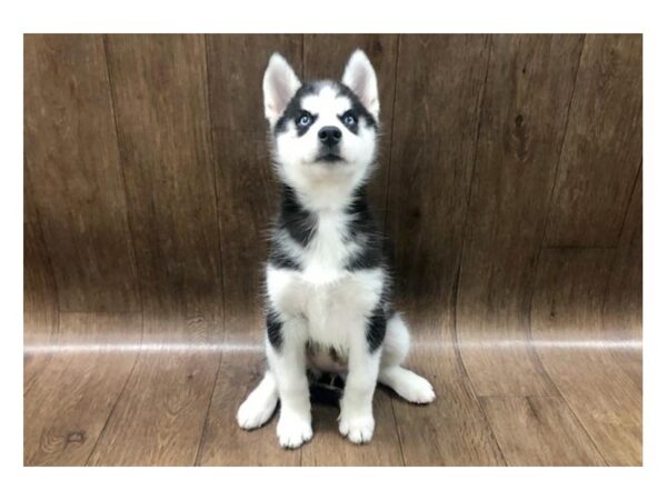 Siberian Husky DOG Female Black / White 1278 Petland Lancaster, Ohio