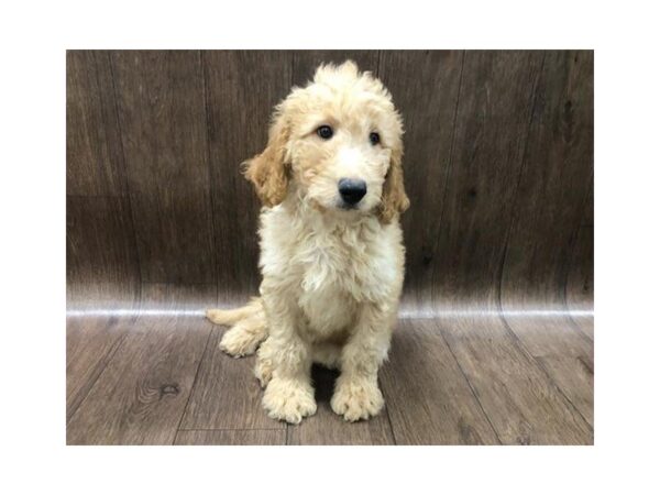 Goldendoodle 2nd Gen DOG Male Red 1277 Petland Lancaster, Ohio