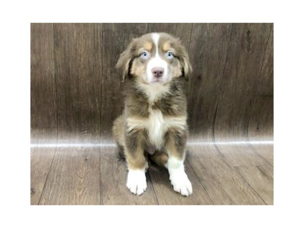 Australian Shepherd DOG Male Red 1276 Petland Lancaster, Ohio