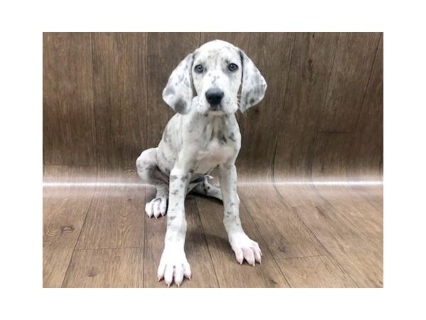 Great Dane DOG Female Blue Merle 1275 Petland Lancaster, Ohio