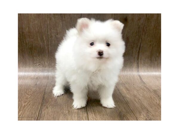 Pomeranian DOG Male Cream 1274 Petland Lancaster, Ohio