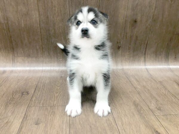 Pomsky DOG Female BLK WHT 1273 Petland Lancaster, Ohio