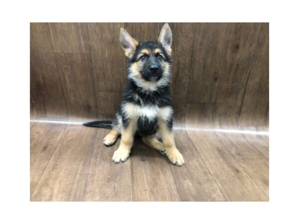 German Shepherd DOG Male Black and Tan 1279 Petland Lancaster, Ohio