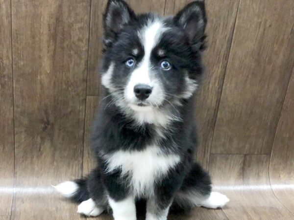 Siberian Husky/American Eskimo DOG Female Black / White 1284 Petland Lancaster, Ohio