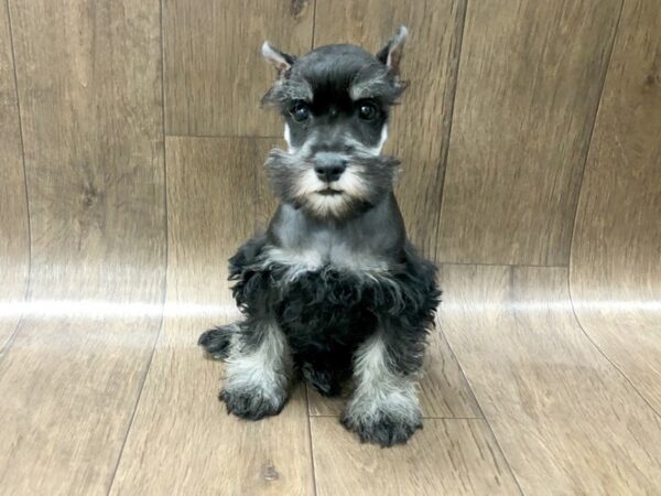 Miniature Schnauzer DOG Female BLK SILVER 1282 Petland Lancaster, Ohio