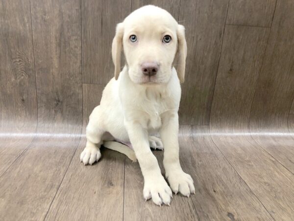 Labrador Retriever DOG Male Yellow 1281 Petland Lancaster, Ohio