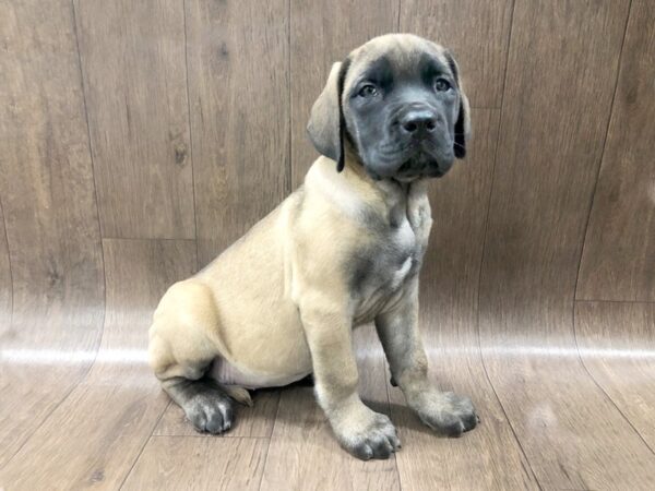 English Mastiff-DOG-Female-Apricot-1280-Petland Lancaster, Ohio